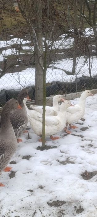 Vând rațe si gaște