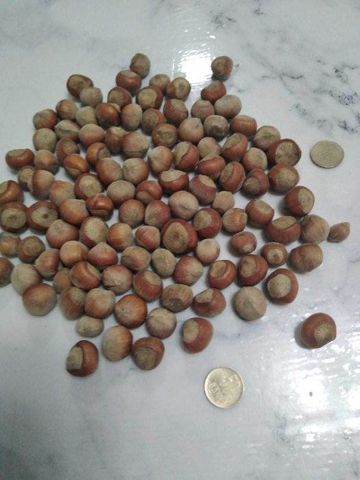 ALUNE DE PĂDURE în coajă!!! 11 lei kg!!! 2024