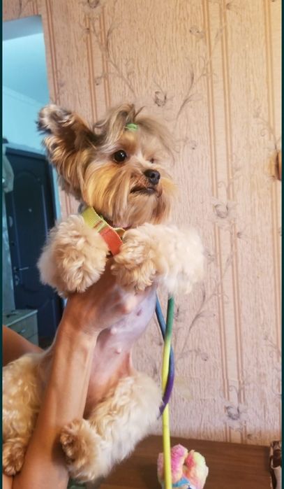 Стрижка собаки..