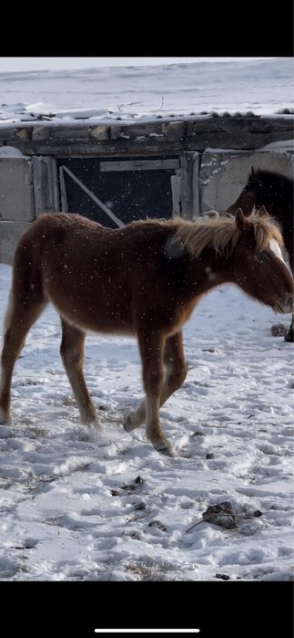Продам тай , тай сатамын
