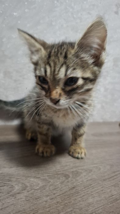 отдам котёнка даром