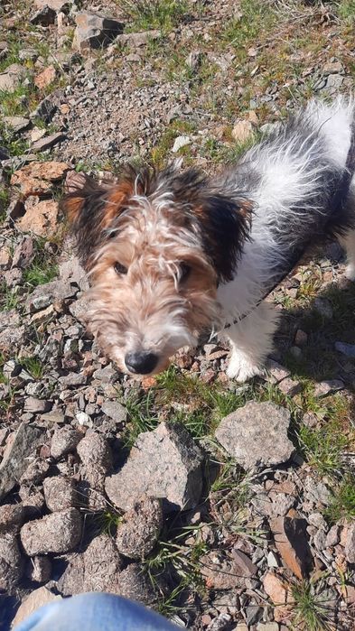 Продам фокстерьера девочку