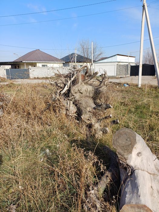 Карагач большие пеньки