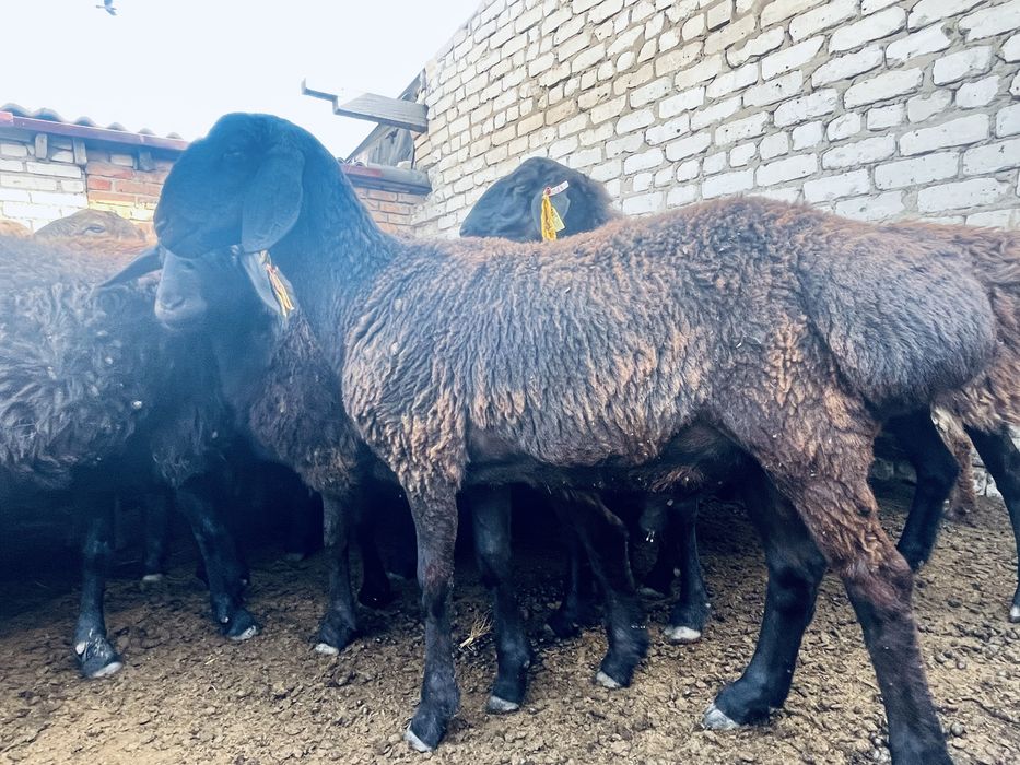 Гиссар Кошкар 11айлык