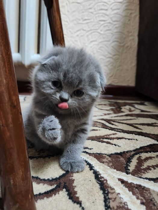 Продаются котята скотиш фолд