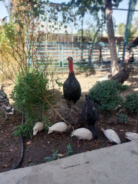 Продаётся  цесарки