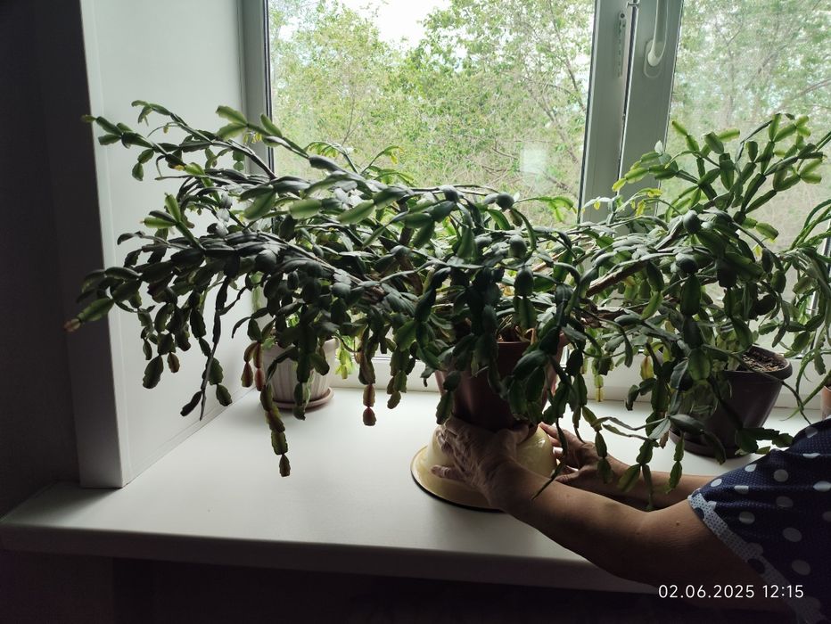 Декабрист красный