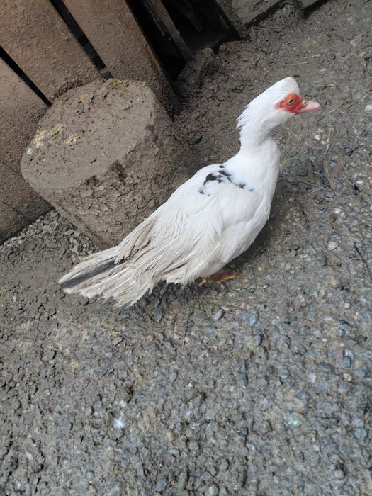 Vând   Rațe  tinere  Mute