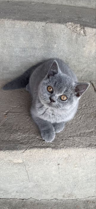 Fetita British Blue