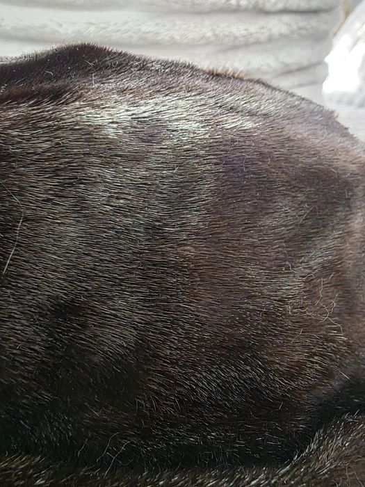 Căciulă     nutrie