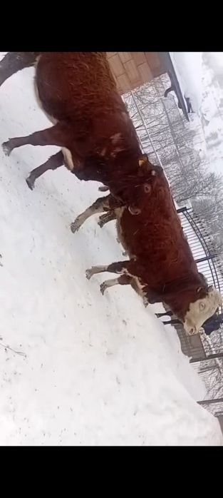 Vând 2 vaci la prima fatare