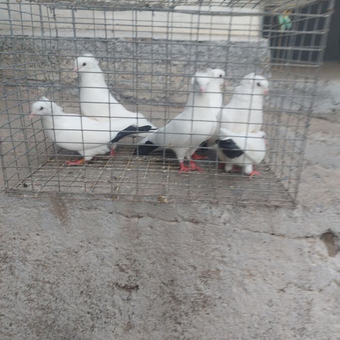 Чернахвость чубати обрезные