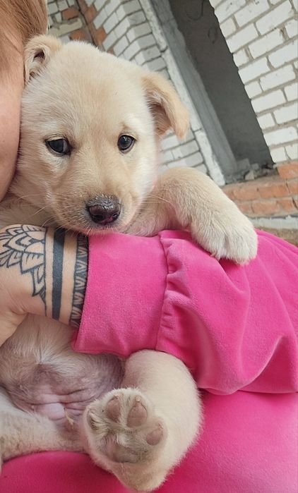 В хорошие руки щенок девочка