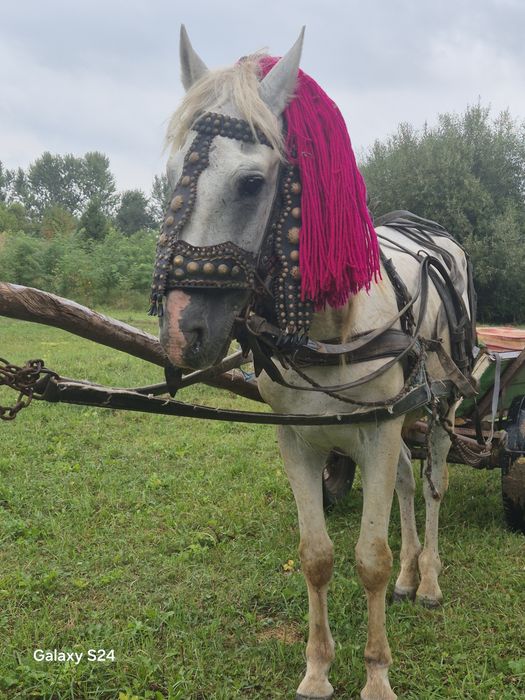 De vanzare cal cuminte