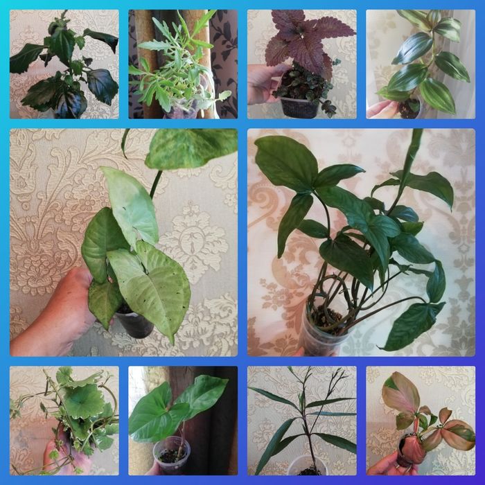 Комнатные растения