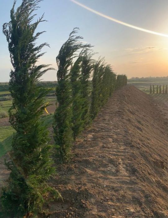 Leylandii pret minim garantat 3m