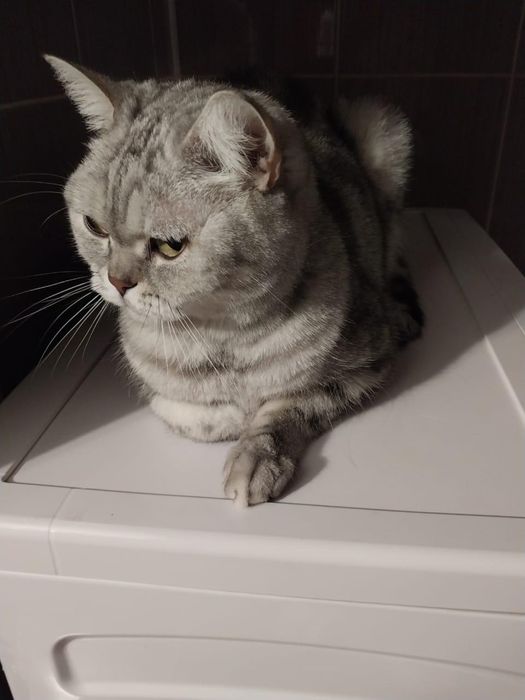 срочно ищем дом коту