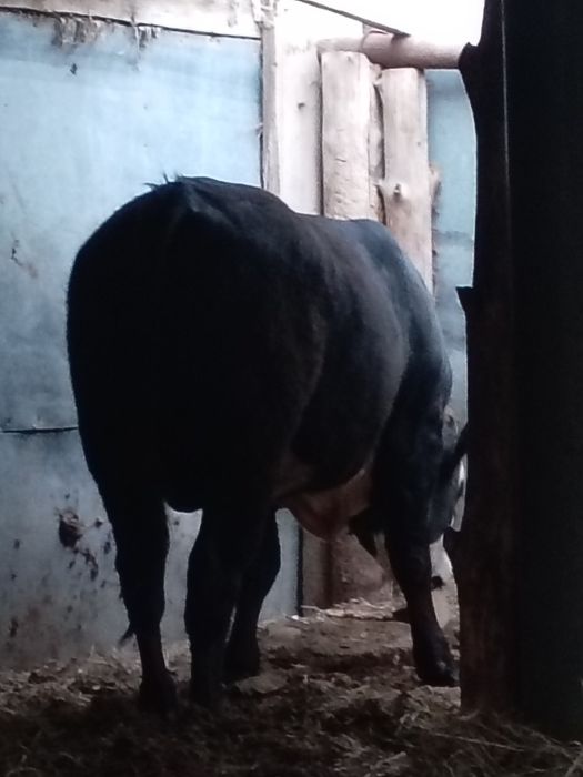 Продам бычка срочно