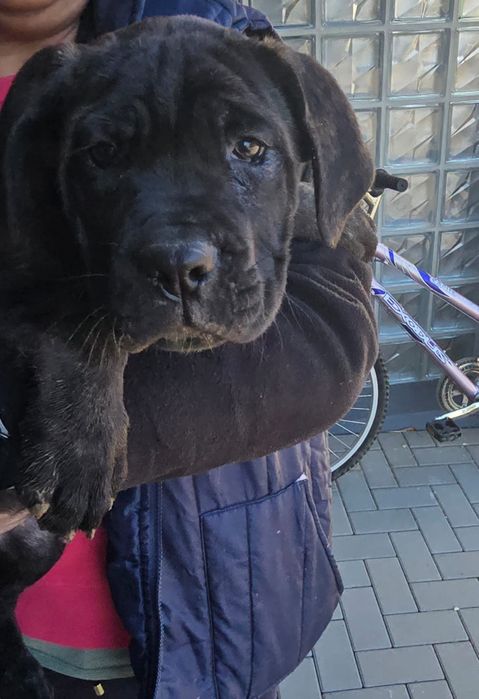 Cane corso de vanzare