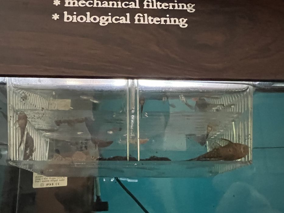 Сомики анцитрусы