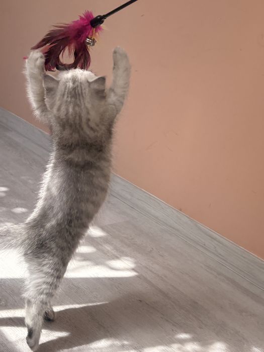 Scottish Fold Chinchilla-femelă