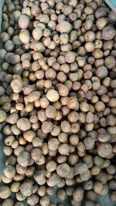 Продам картофель мелкий.