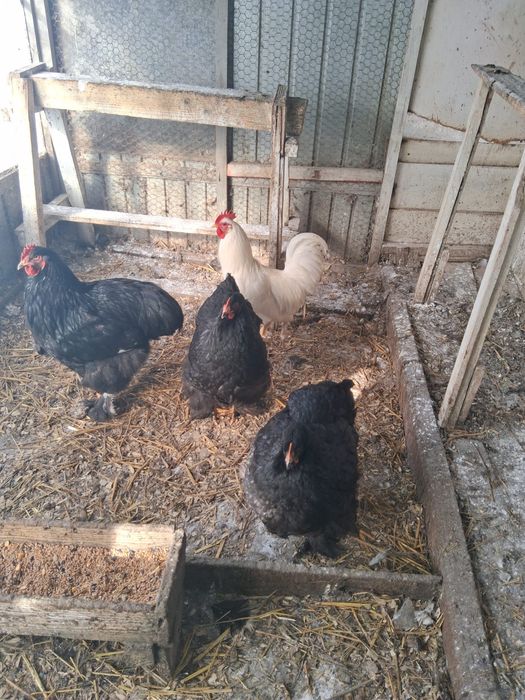 Fazani.Gaini de rasa, pauni,cocosi albi, gaini tara, oua pt incubat