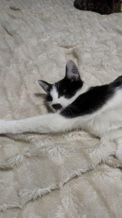 Котик Масик ищет маму