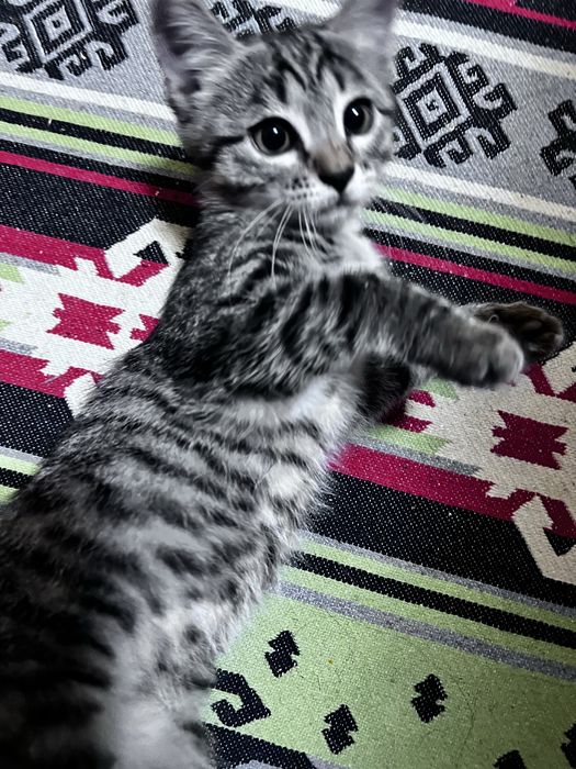 Кошечка в добрые руки