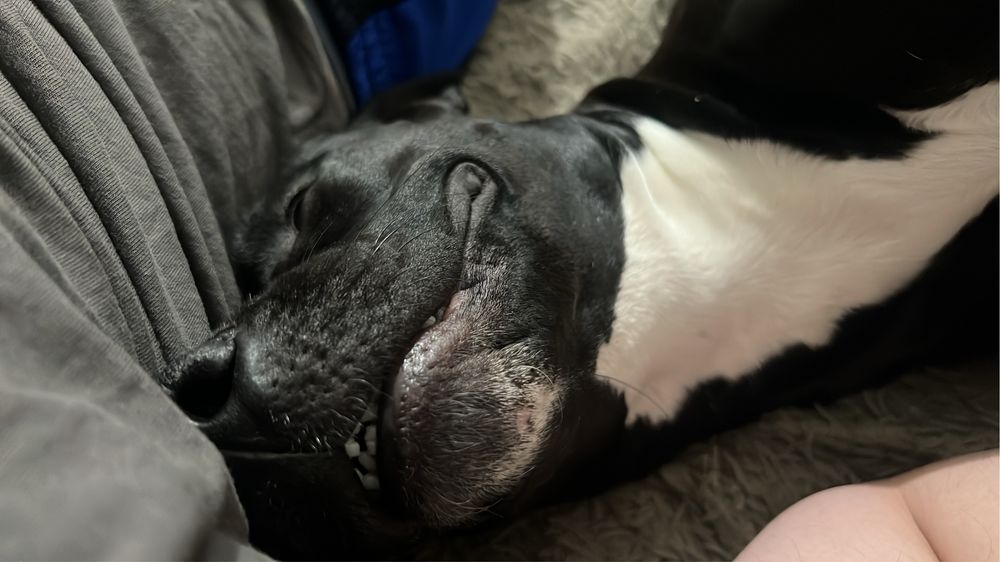 Американский питбуль-терьер