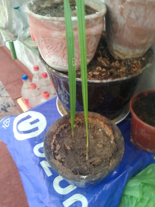 комнатные растения