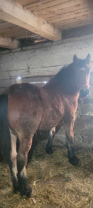 Manz de vanzare  din cai semigrei