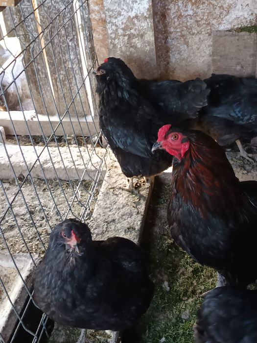 Oua pentru incubat Araucana preț 5 Ron bucata