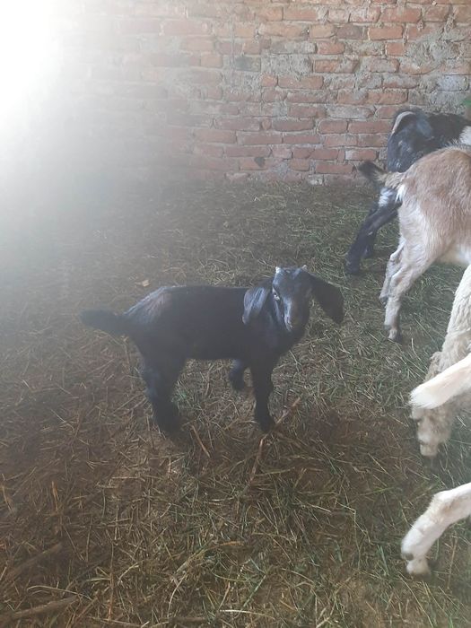 Vând țăpișori !!!