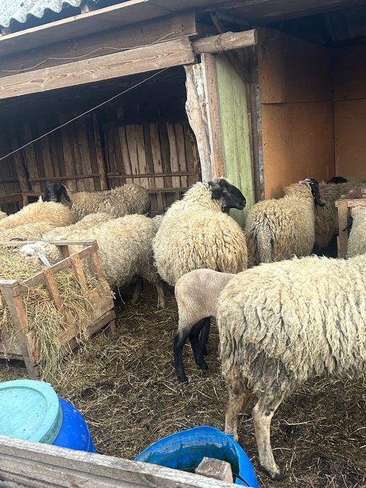 Oi de vânzare și de ținut și de tăiat