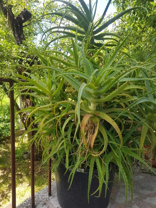 Алое Вера високо 1, 60 метра