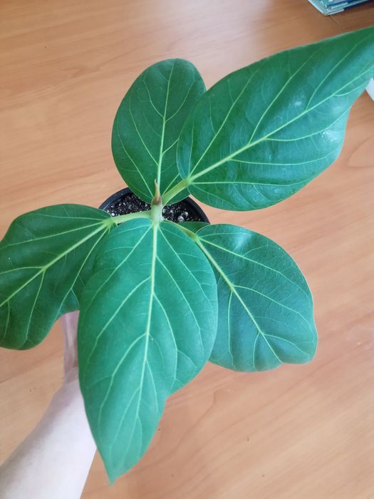 Строманта Фикусы