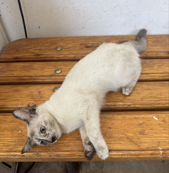 Отдам котят в хорошие руки