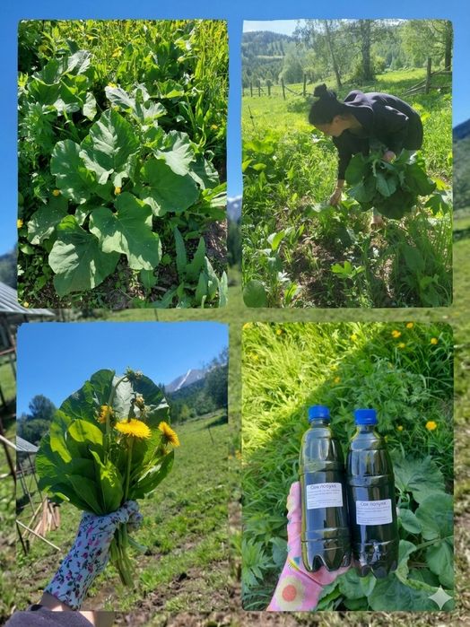 Сок лопуха майского