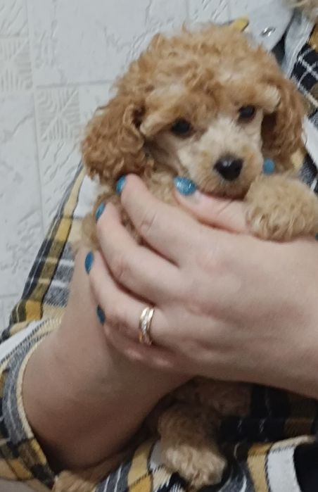 Карликовый пудель щеночки.