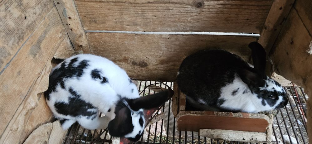 Pui de fluture german