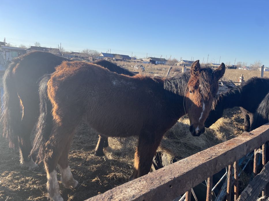 2 жабагы 1 кобылка