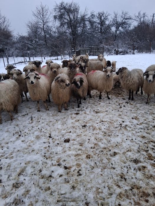 Vând 32 de oi 17 cu mei si 15 gata sa fete