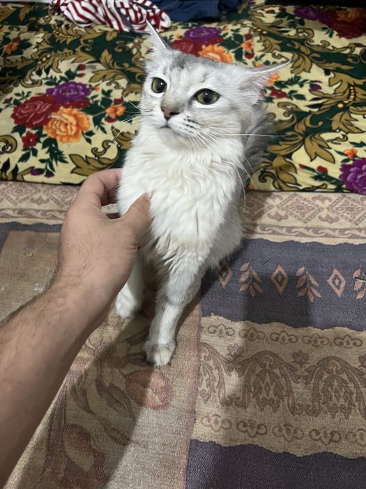 Sibirski shinshilla 1yosh