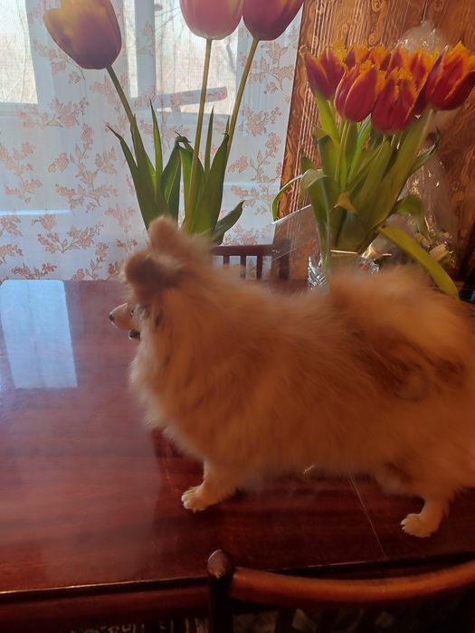 Чудесная мини девочка от Чемпиона. Подрощенная.