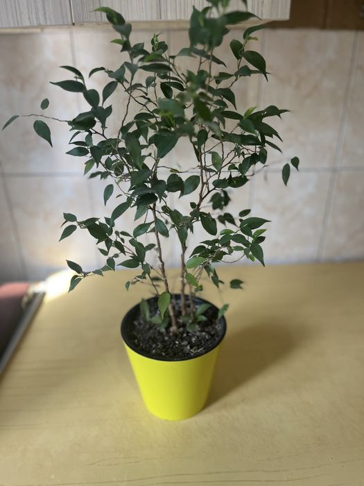 Цветы комнатные разные