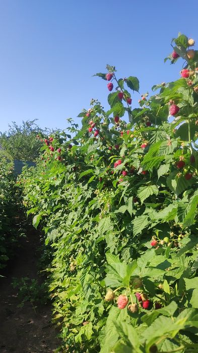 Саженцы малины Карамелька