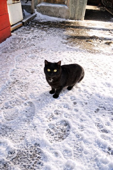 Котята 4 месяца 3 шт.