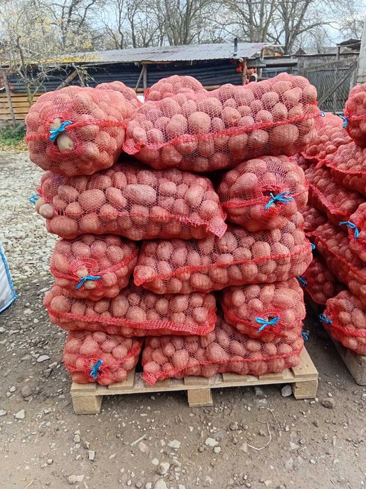 Vand cartof consum Bellaroza