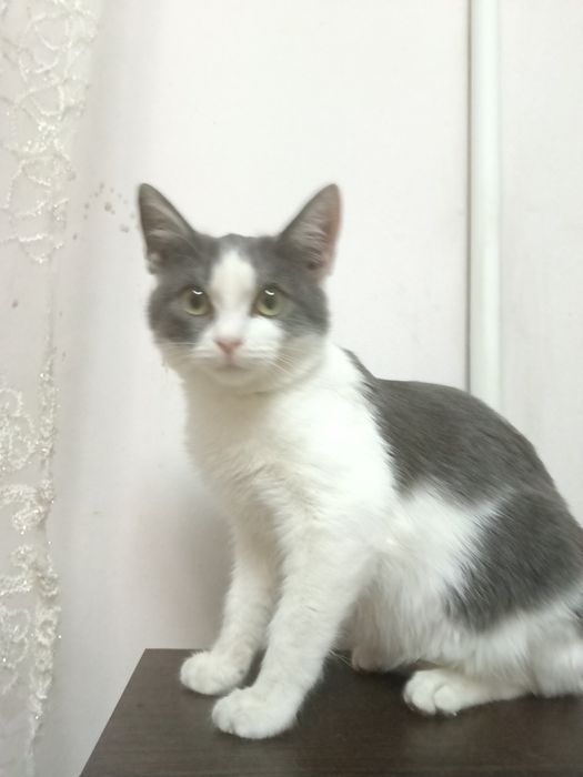 Молодой котик подросток 5месяцев.